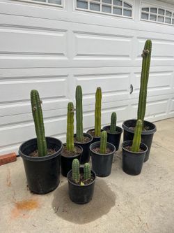 San Pedro cactus 🌵 $20 each bucket