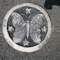Stepping Stone butterfly
