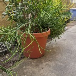 Fire stick  (fire  pencil) cactus   pot