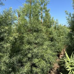 Fern Pine Privacy Hedge