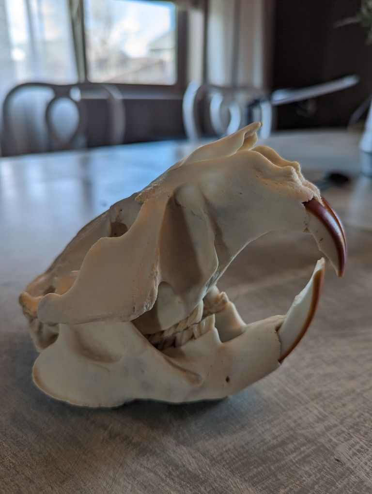 Big Beaver Skull