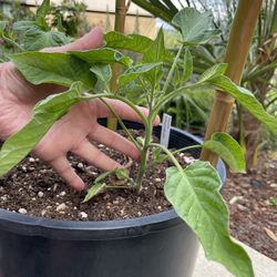 🍅 Independence Day Tomato Healthy Starts & Established Plants Grown Without Chemicals 55days To Maturity