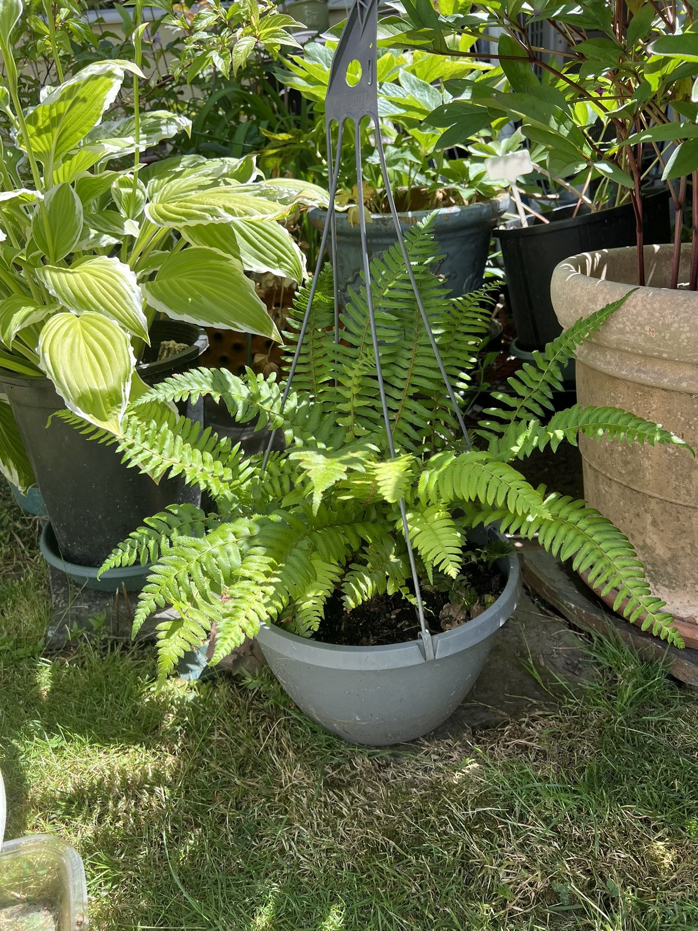 Potted Fern Plant Green