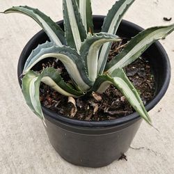 Agave americana var. Medio-picta – Rare Variegated Century Plant