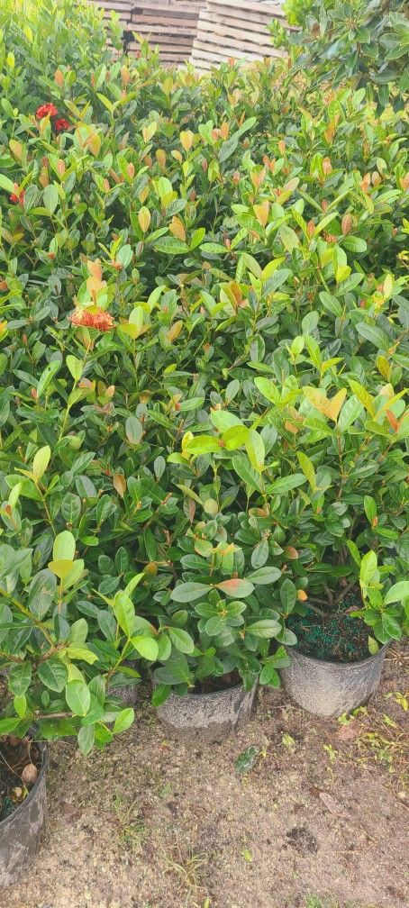 Ixoras plants 