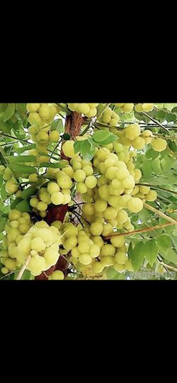 Fruit trees for sale tomorrow