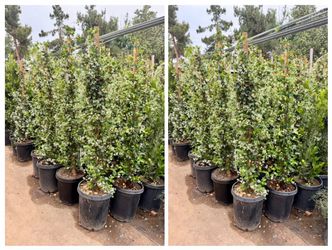 Star Jasmin vines 15 gal