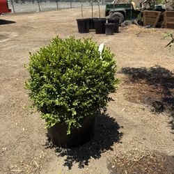 Boxwood Globes