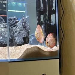 Aquarium / Fish Tank