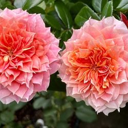 Rare European, Japan rose plants , Lanterne Citrouille