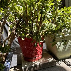 Medium Jade Plant Red Ceramic Pot 