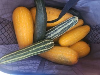 FREE Squash