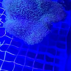 Ornamental Corals For Sale In Lake Worth Beach F.L.