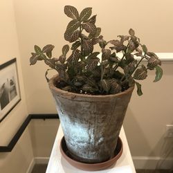 Nerve Plant Pink In Clay Pot