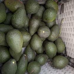 Aguacates, Avocado 