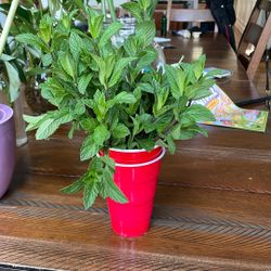 Fresh Mint With Roots On Water