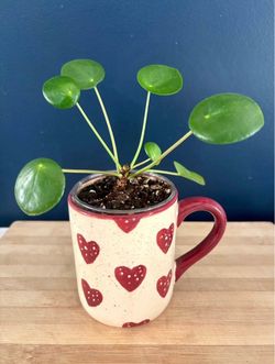 Pilea Peperomioides in Heart Pattern Mug