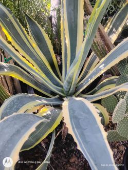 Agave Americana de venta