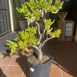 Shrek Ear  (Crassula ovata 'Gollum') Succulent Plant