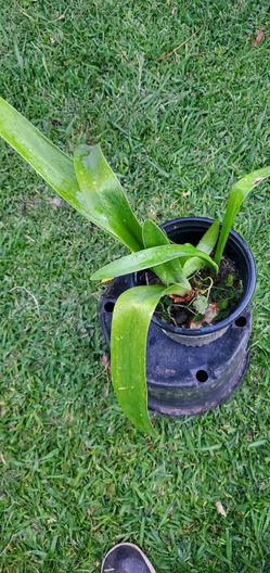 #40 Clivia lily, Clivia miniata 1gal planr
