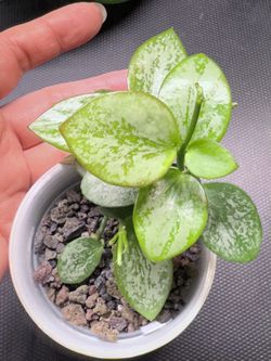 Hoya Biakensis Super Splash for Sale in Yorba Linda, CA - OfferUp