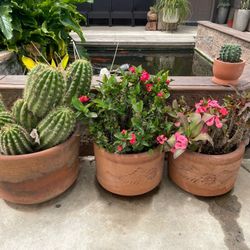 Plants With Pots Plantas Con Macetas 