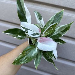 4” white princess philodendron