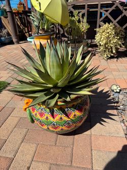 Agave BLUE GLOW Succulent Plant in TALAVERA Pot