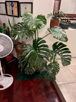 Mature Monstera deliciosa Thai Constellation