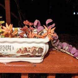 tropical succulents  plants