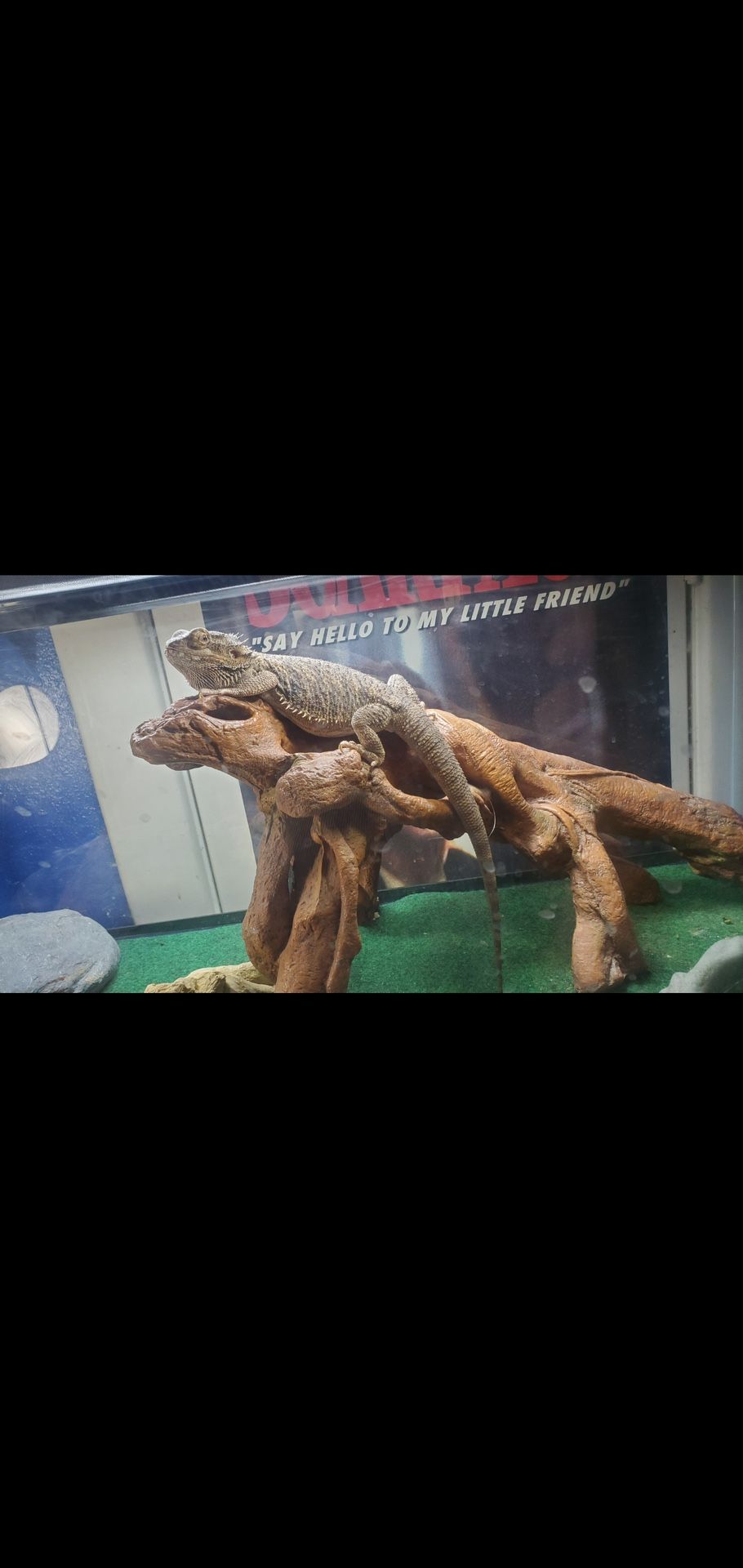 75 Gallon Reptile Tank & 40 Gallon Breeder Tank