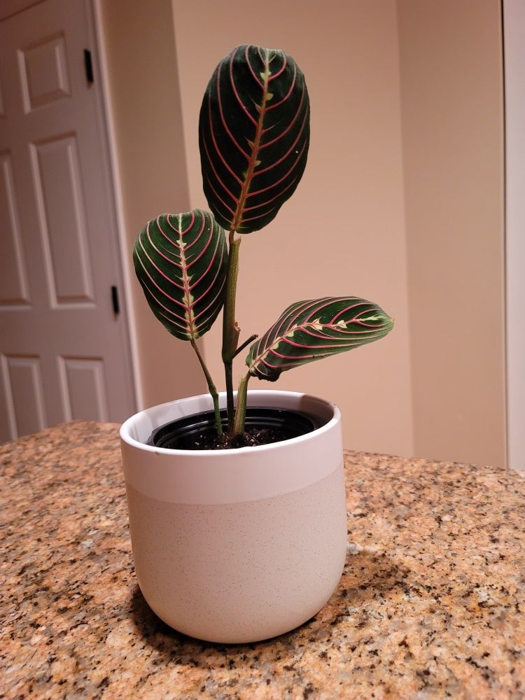 Red Maranta - Prayer Plant