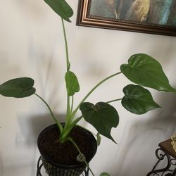 Nice plant for inside! 