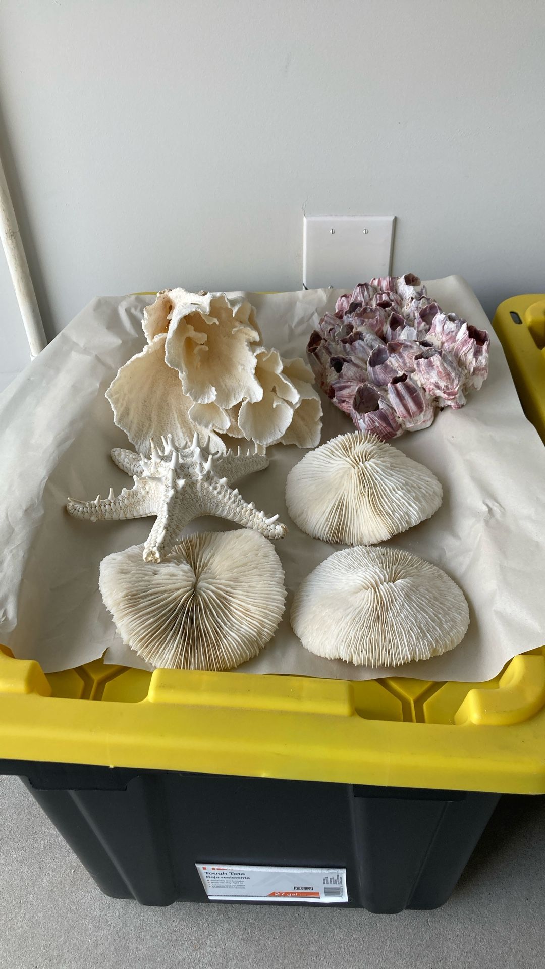 Coral , Starfish, Mushrooms & Barnacle’s 