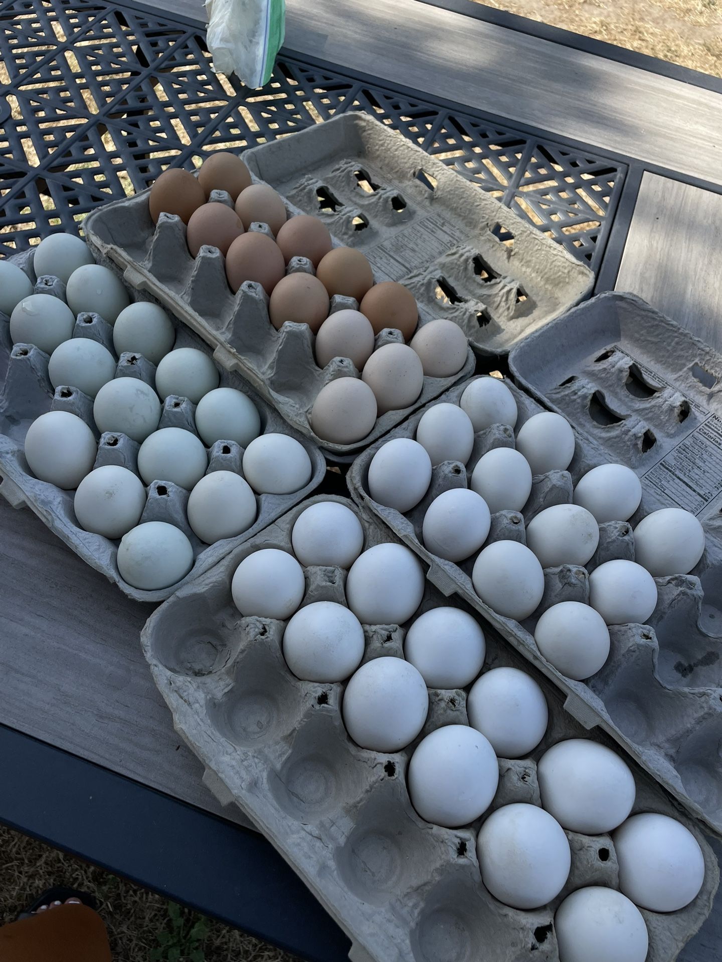 Organic Eggs