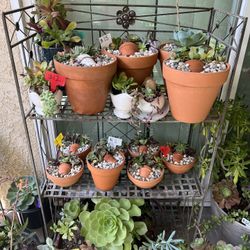 Succulent Sale