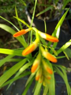 Crocosmia Small 