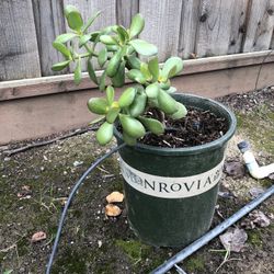 Jade Plant