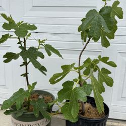 Fig tree plants 