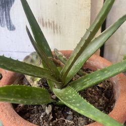 Aloes Small Plant