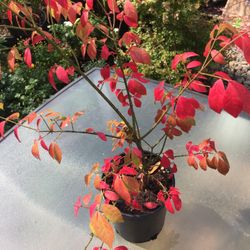 Burning Bush 