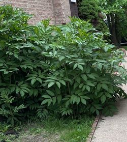 Elderberry plant