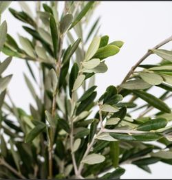 Organic Olive Leaves - Half Pound - 8 oz