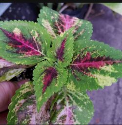 Coleus plants houseplant