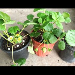 Plants Vegetables/ Fruits/Herbs 🌿