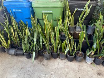 Snake plant
