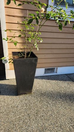 2 tall planters with dirt, plant not included