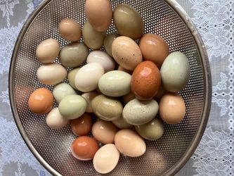 Fresh Eggs