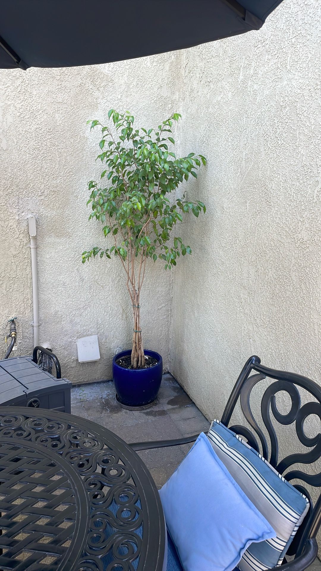 Ficus Tree In Large Ceramic Pot