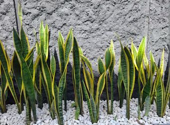 Snake plants